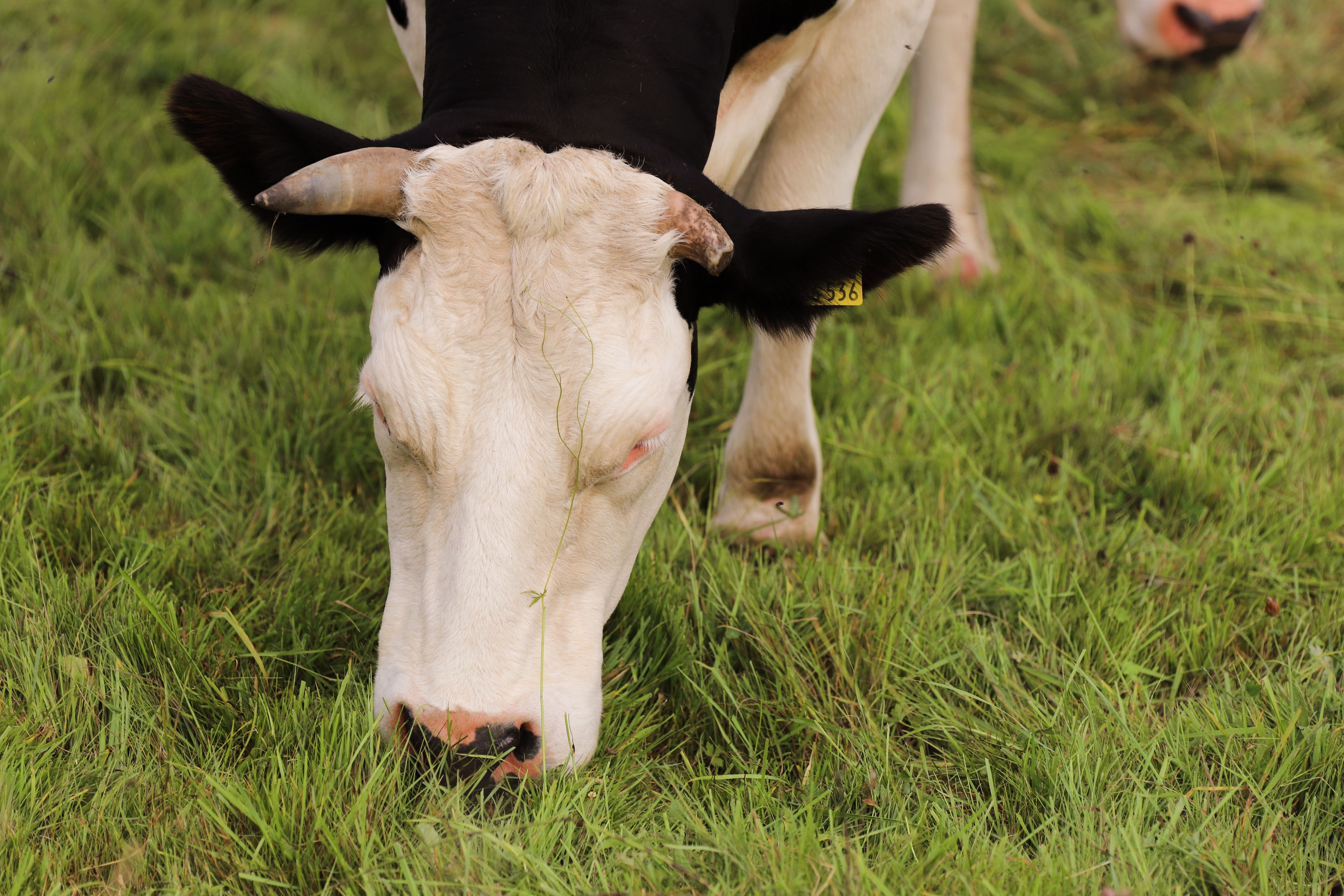 A dense mob grazing tall pasture behind a temporary break, rested paddocks alongside