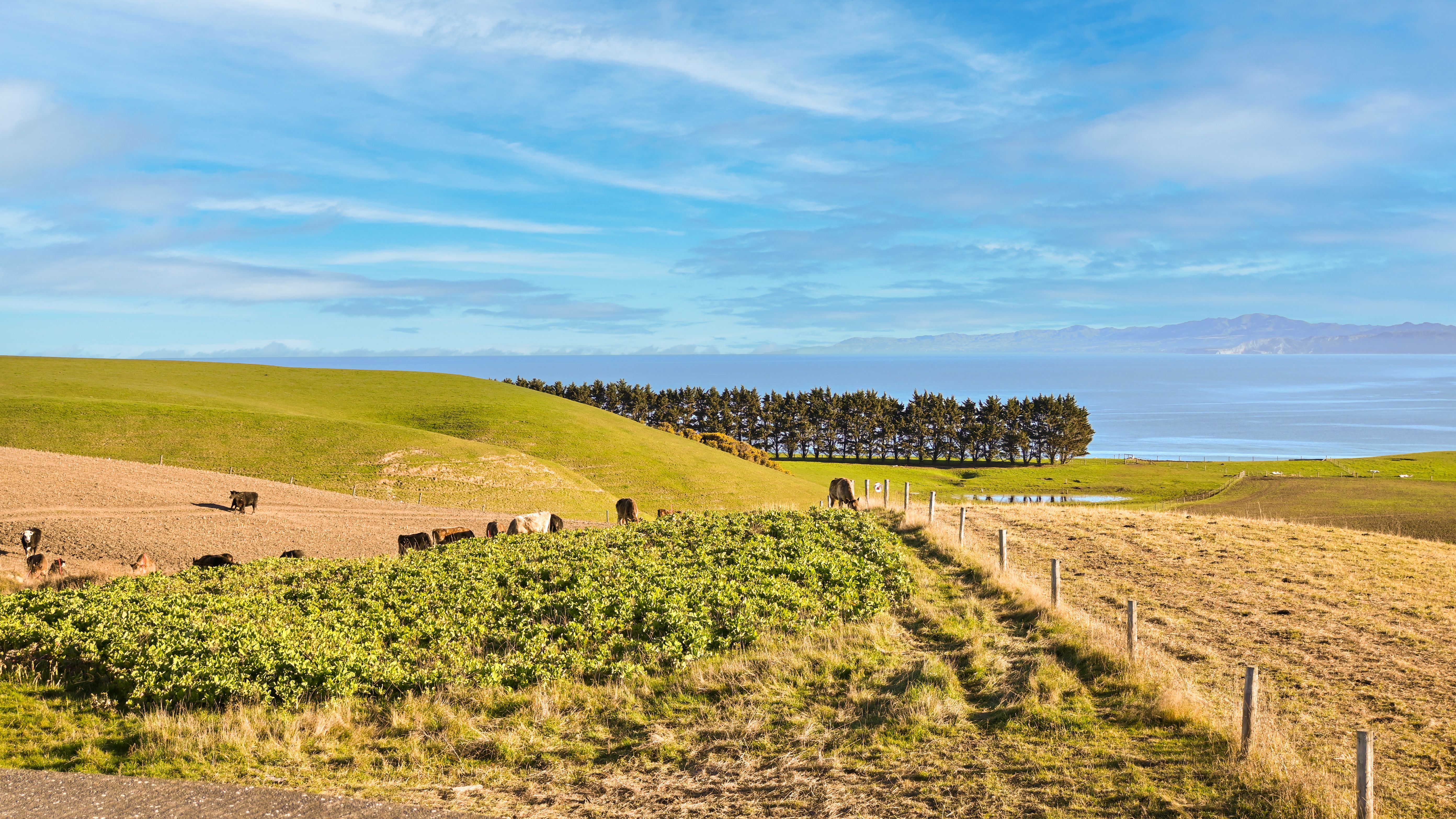 A dense mob grazing tall pasture behind a temporary break, rested paddocks alongside