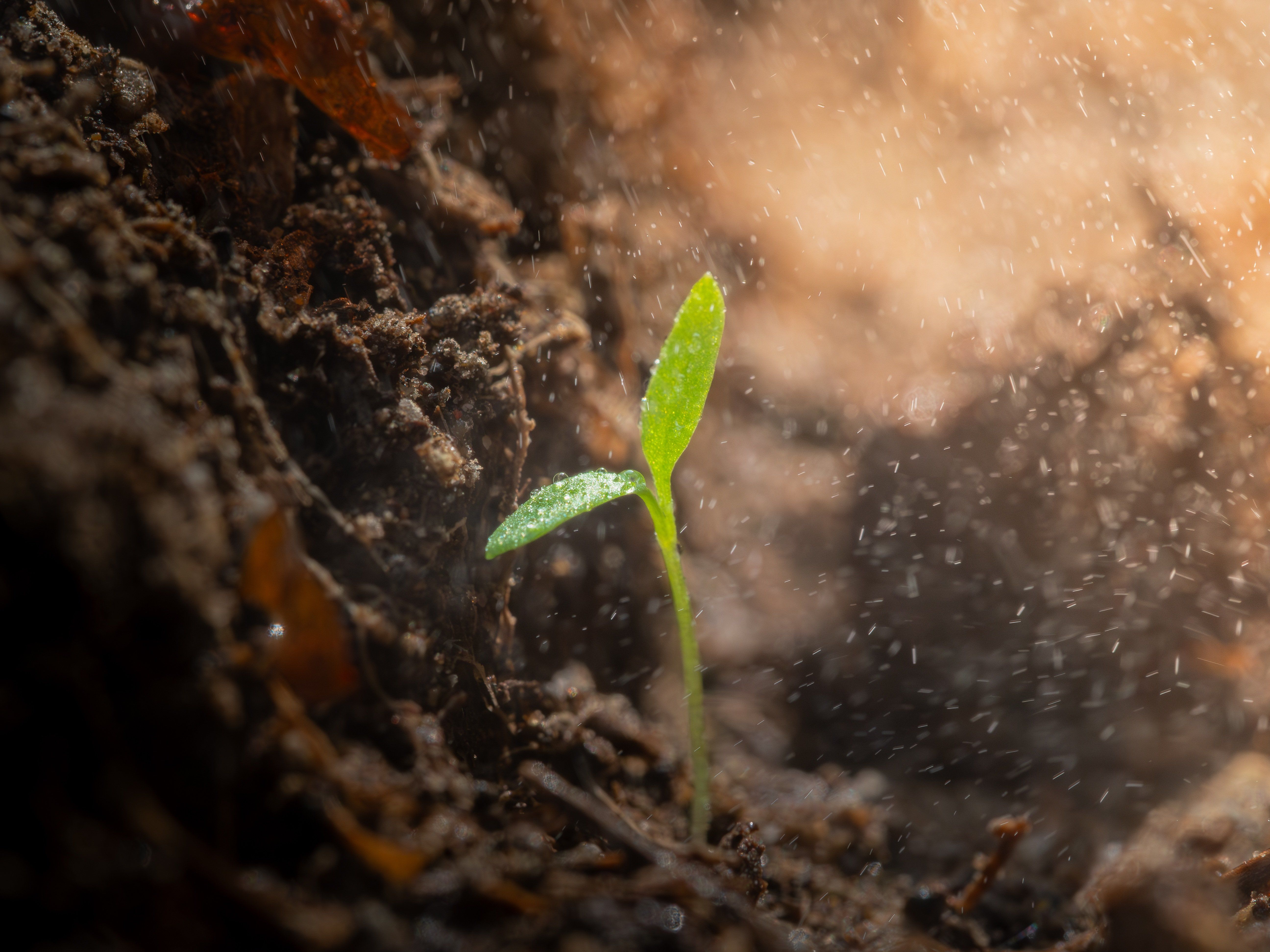 A young seedling emerging in soil, fertiliser being applied around it