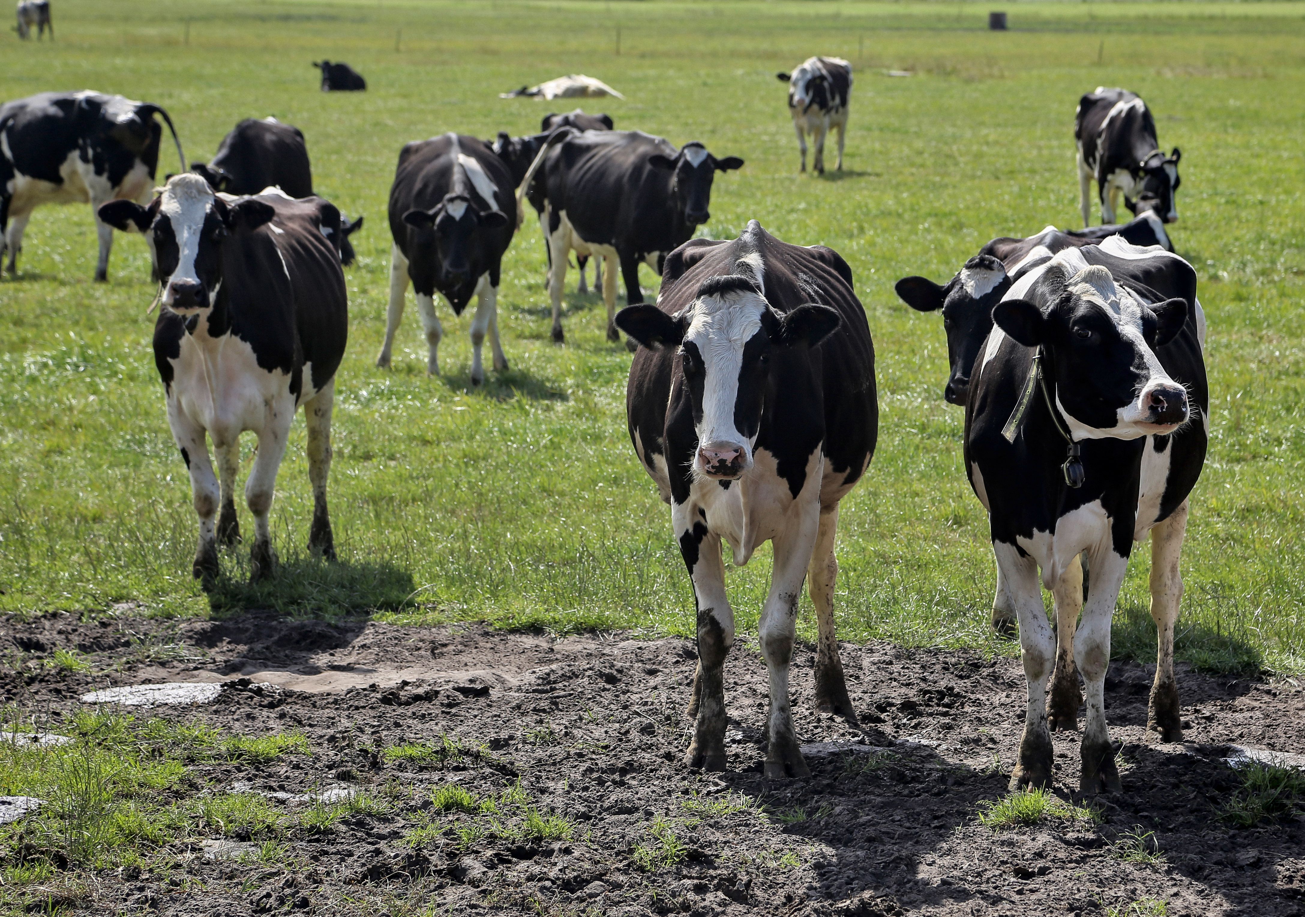 Observing stock closely in the paddock - condition, behaviour and health