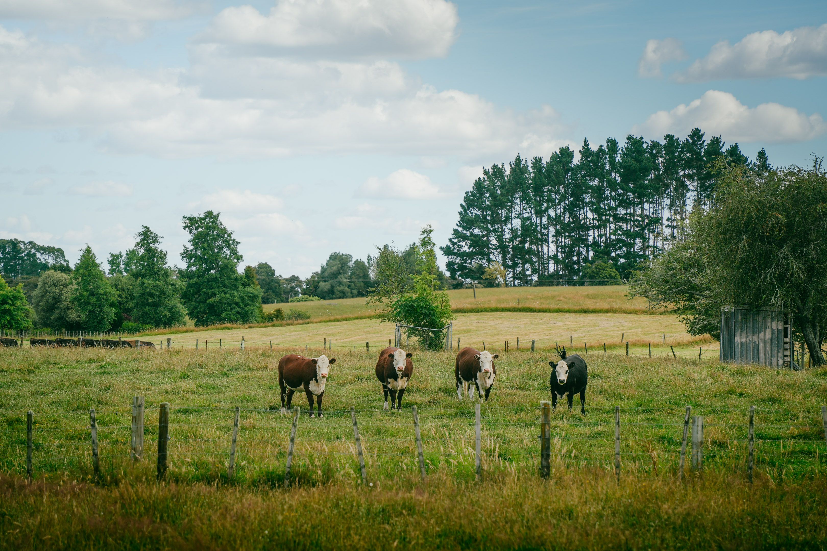 Observing stock closely in the paddock - condition, behaviour and health