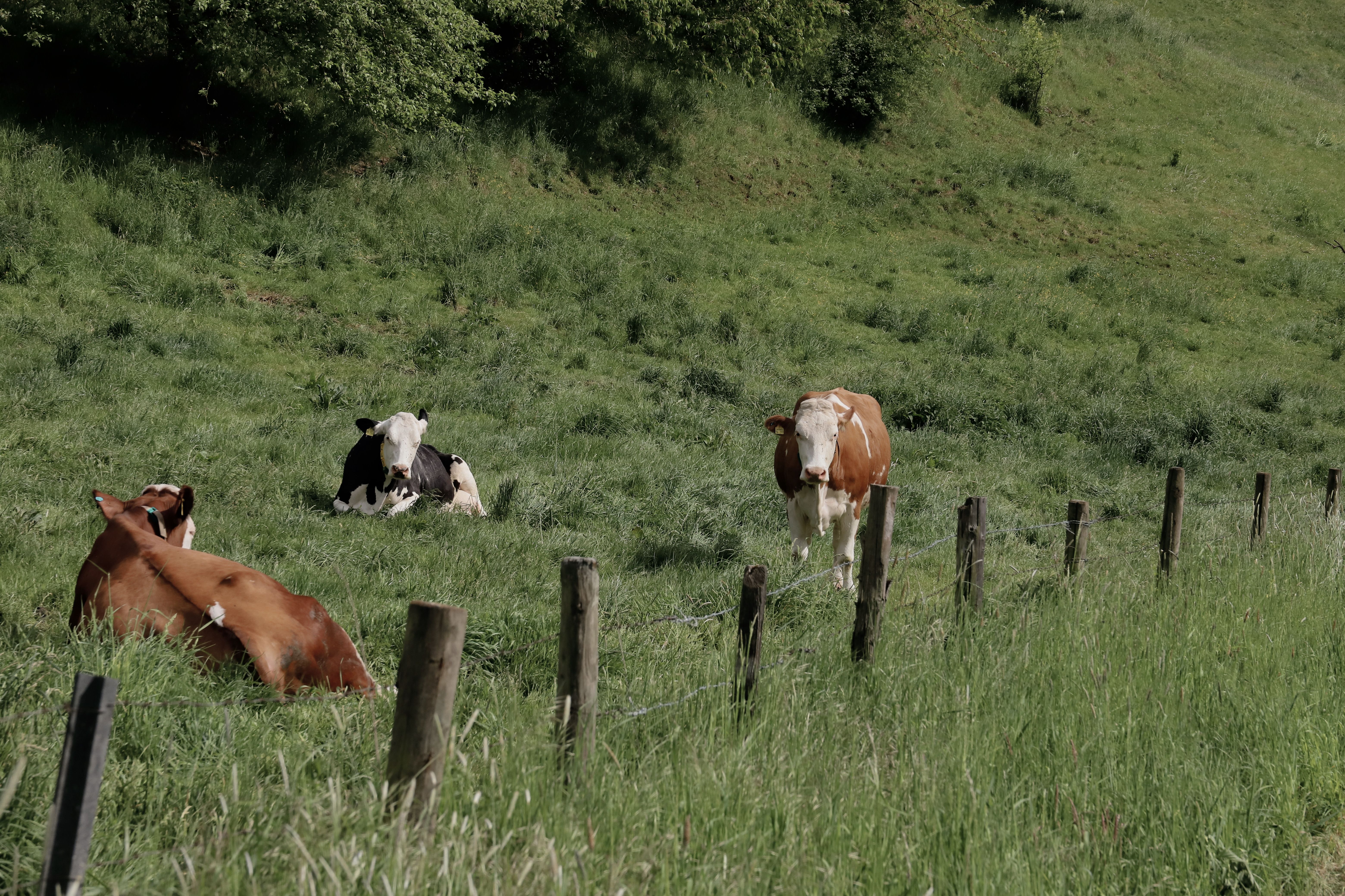 Stock grazing among established, well-spaced trees over pasture